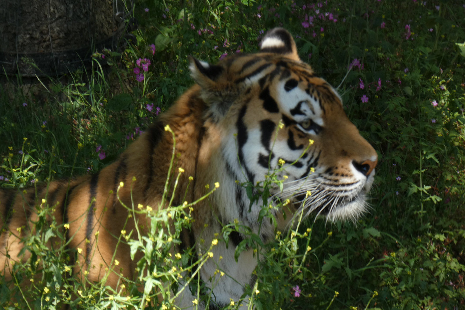 Tijger in Ouwehands Dierenpark Rhenen